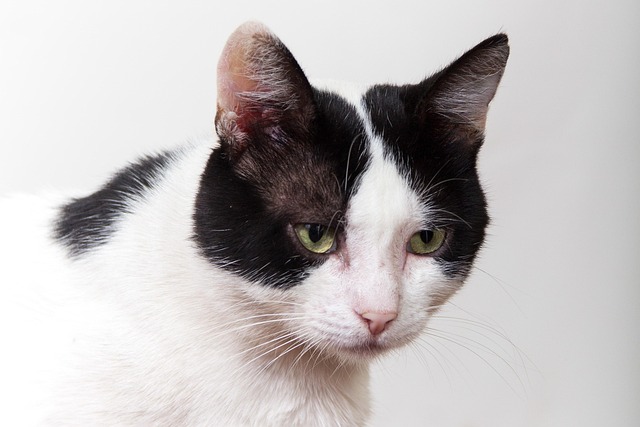 Free Cat White Background photo and picture