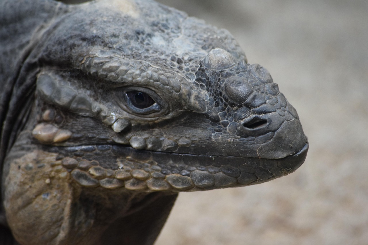 Komodo - free online jigsaw puzzle photo