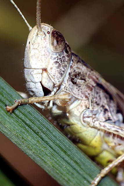 Free Insect Macro photo and picture