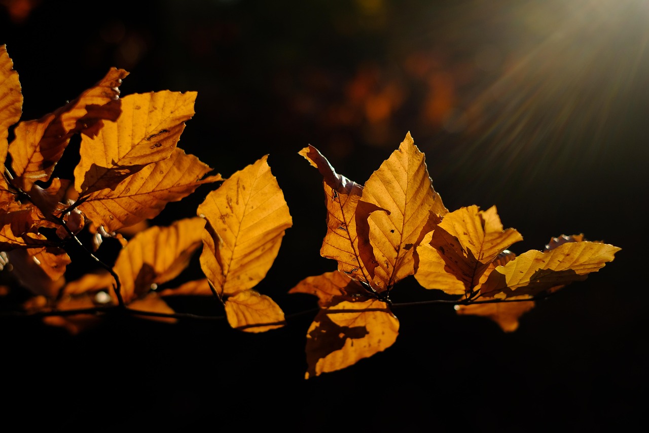 Leaves - free online jigsaw puzzle photo