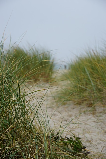 Weg, Strand, Landschaft, Natur, Sand