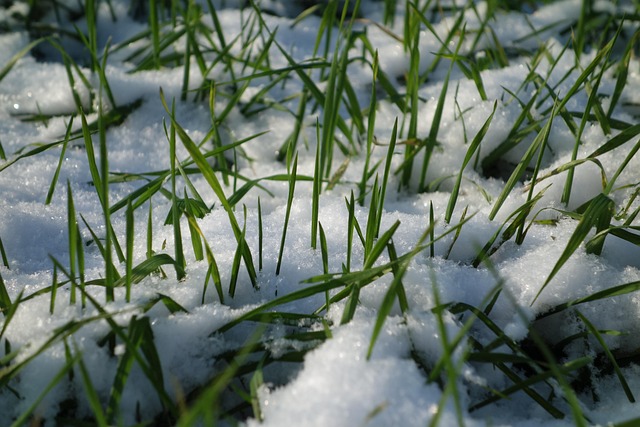 Free Snow Grass photo and picture