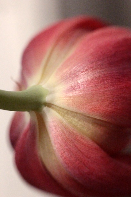 Free Tulip Flower photo and picture