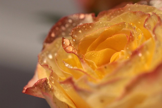 Free Rose Tea photo and picture
