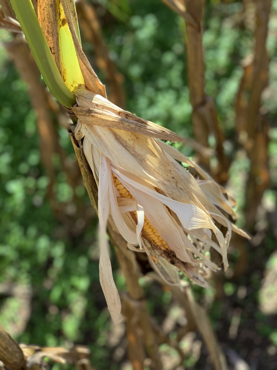 Free Corn Fall photo and picture