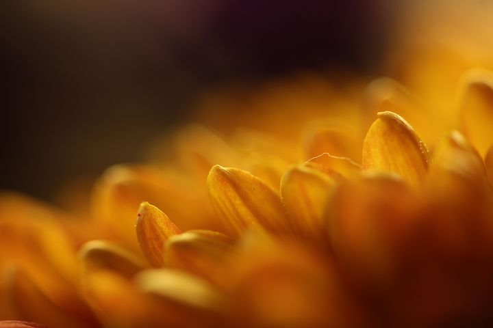 超过300 张关于 非洲菊黄色 和 非洲菊 的免费图片 Pixabay