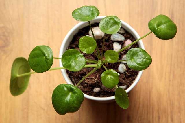 Pilea mit münzförmigen grünen Blättern