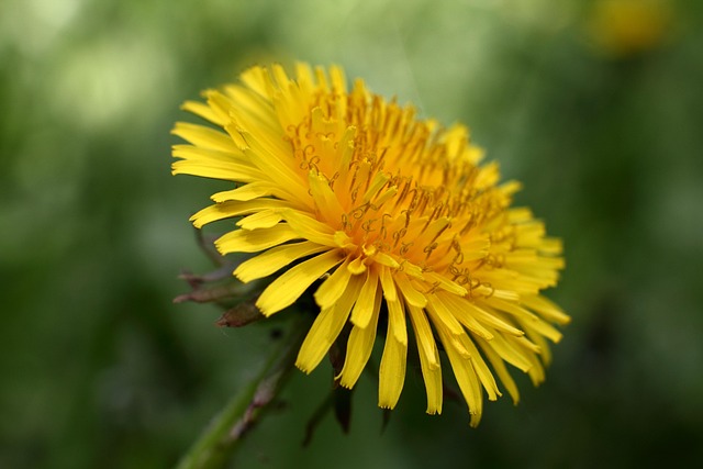 Free Dandelion Beautiful Flowers photo and picture