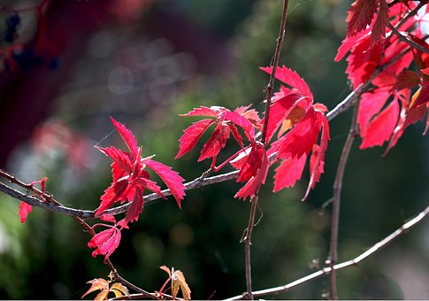 Blätter, Natur, Flora, Sommer, Herbst