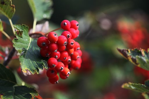 Bündel, Bündeln, Obst, Befruchtung