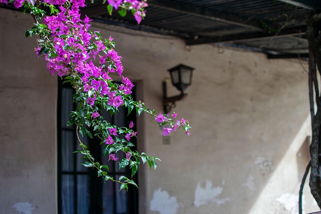 Free Blossom Bloom photo and picture