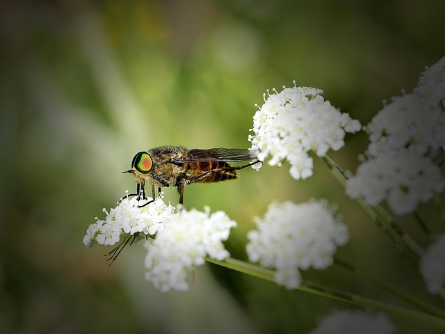 Free Insect Gadfly photo and picture