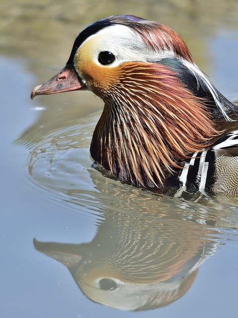 Free Duck Mandarina photo and picture
