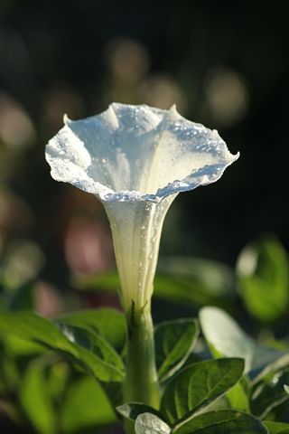 Nad 6 Bezplatni Izobrazheniya Za Datura Stramonium I Flora Pixabay