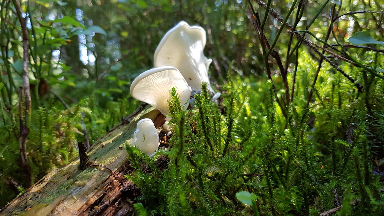Cogumelo, Floresta, Branco, Árvore