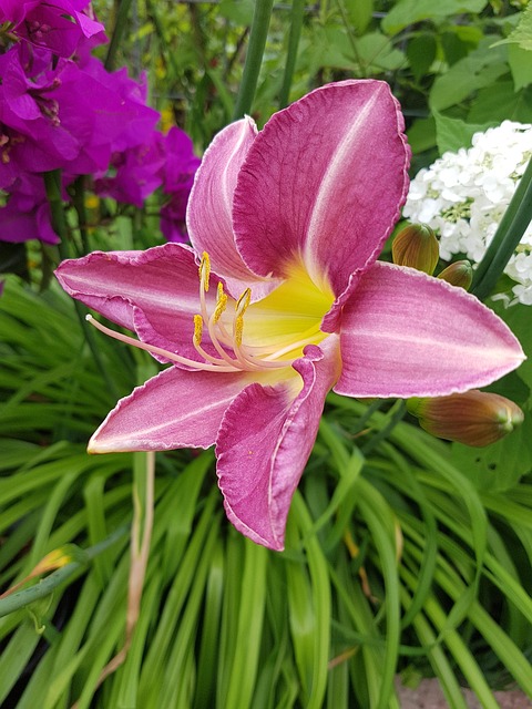 Free Flower Purple photo and picture