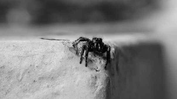 Aranha, Preto, Macro, Aranha Negra
