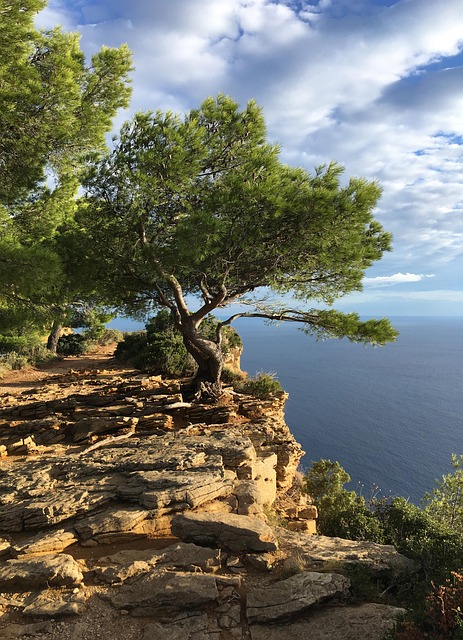 France Tree Sea South France Tree - Free photo on Pixabay - Pixabay