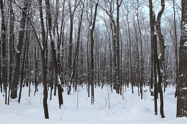 Free Trees Winter photo and picture