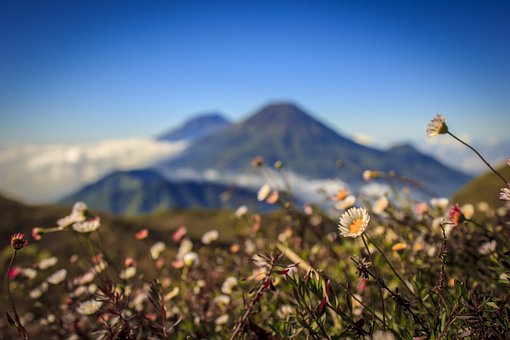 Berg, Blume, Blumen Hintergrund