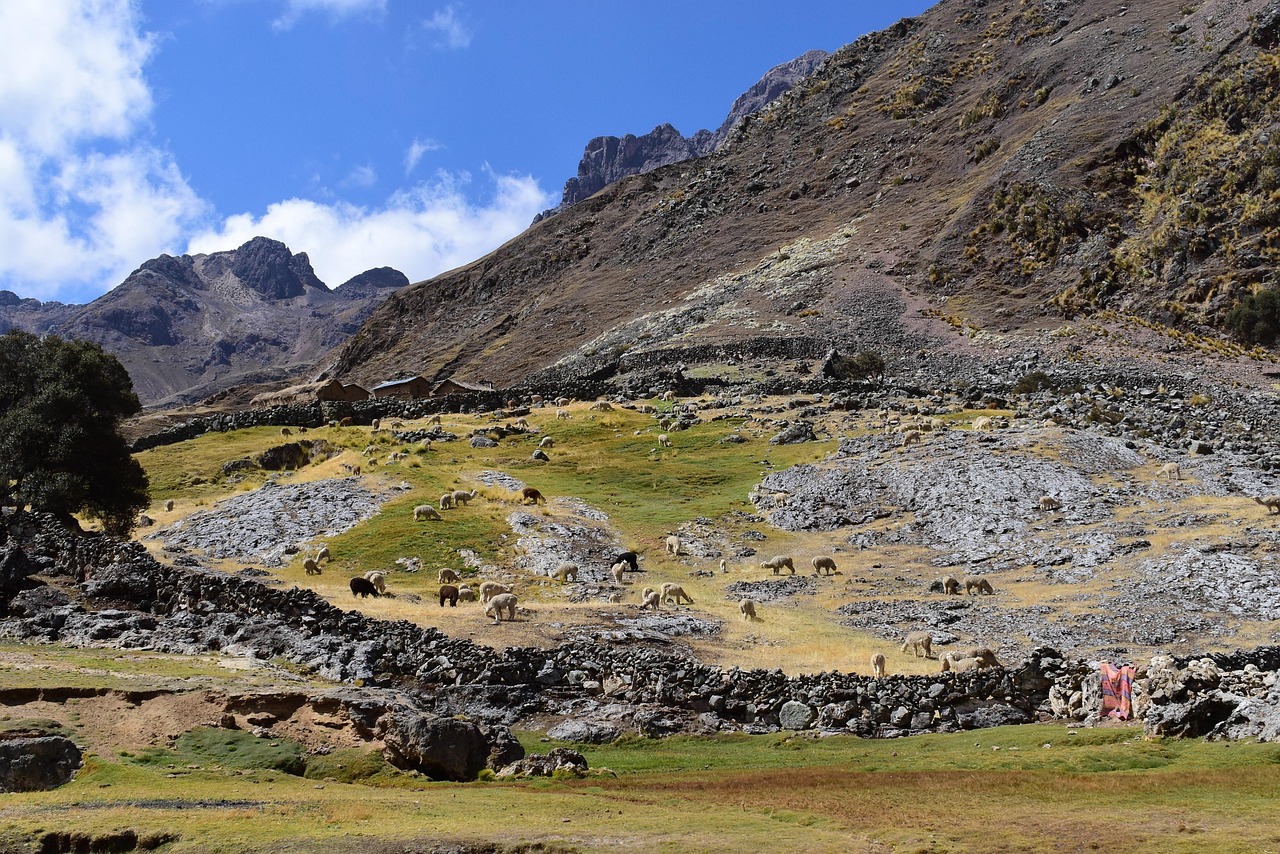 Alpacas Andes Peru - Foto gratuita no Pixabay