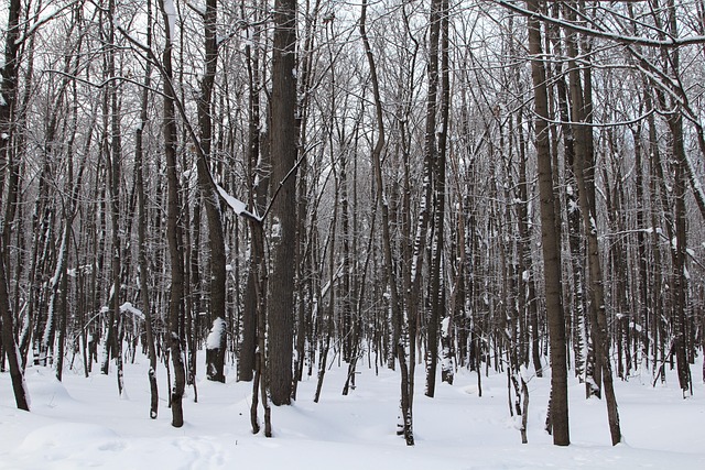 Free Trees Winter photo and picture