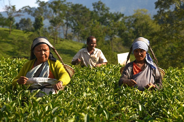 Free Worker Agriculture photo and picture