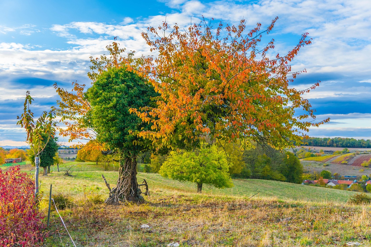 Tree Nature Landscape - Free photo on Pixabay - Pixabay