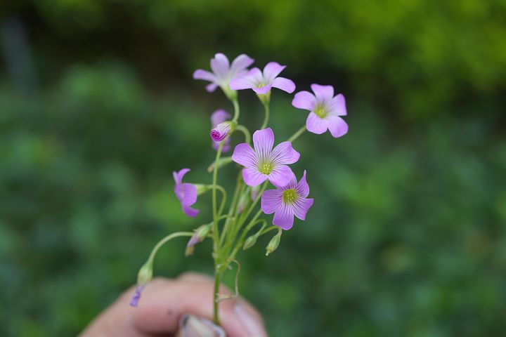 8 多张免费的 摘花 和 一只狐狸 照片