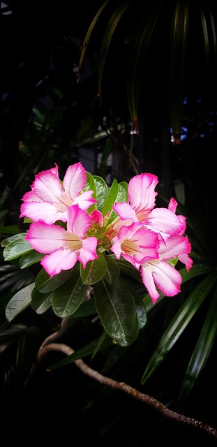 Flowers, Pink Flowers, ดอกไม้