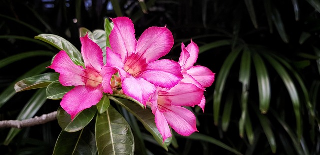 Flowers, วอลล์เปเปอร์ดอกไม้, ธรรมชาติ
