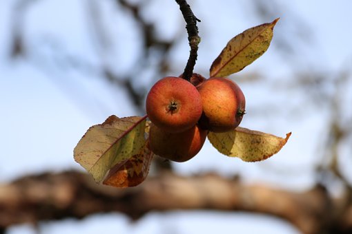 Apfel, Herbst, Baum, Natur, Blätter