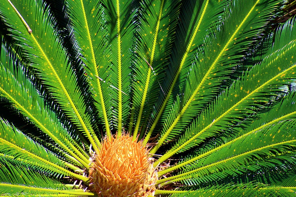 Palm Tree Bush Cica Palma - Free photo on Pixabay - Pixabay