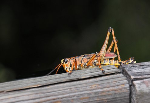 Free Bug Grasshopper photo and picture