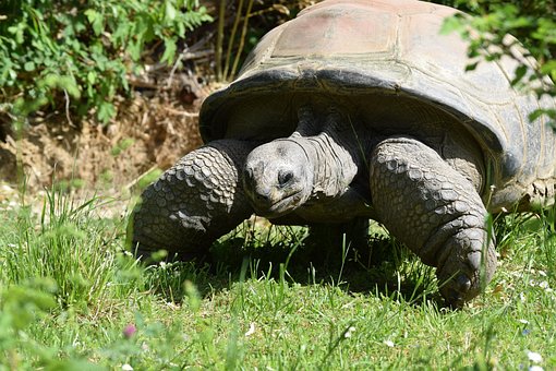 Tortoise, Turtle, Armored, Giant