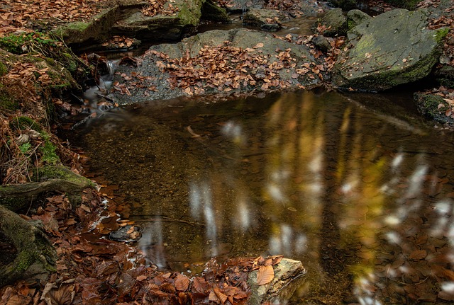 Free Autumn Forest photo and picture