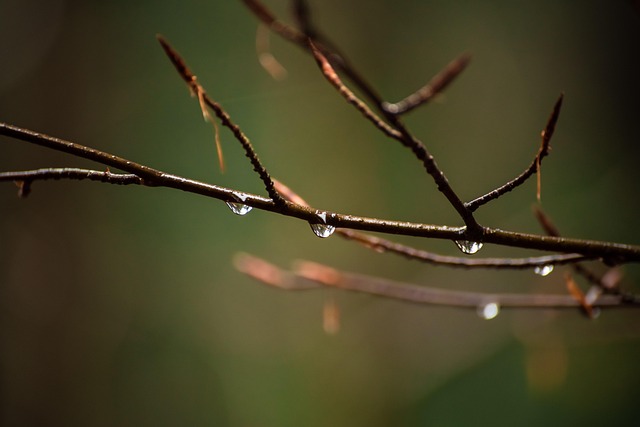 Free Autumn Nature photo and picture