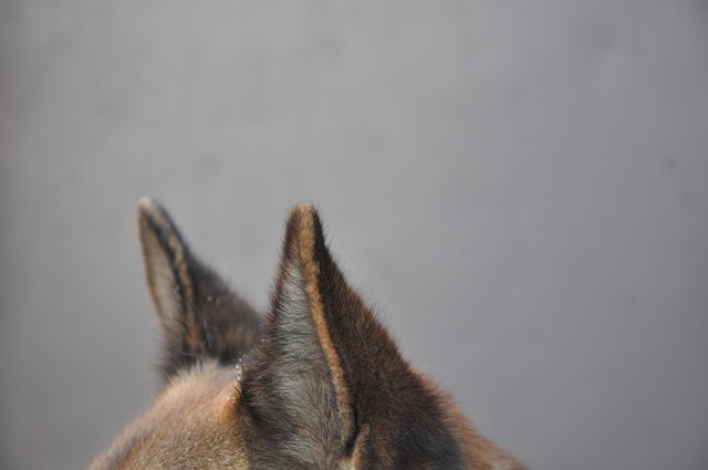 Free Dog Ears photo and picture