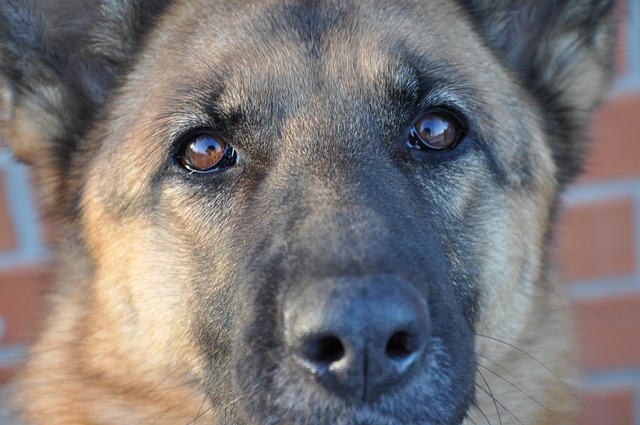 Free Dog Sight photo and picture