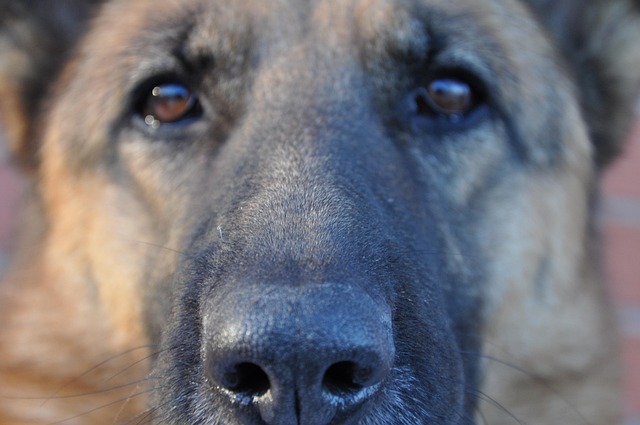 Free Dog Fur photo and picture