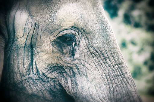 Free Elephant Animal photo and picture