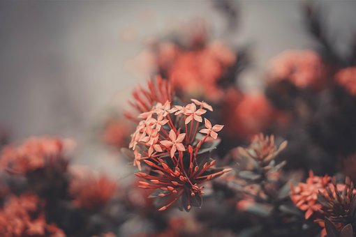 Bloemblaadje, Dol Zijn Op, Bloemen