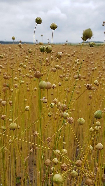 Free Linen Flax photo and picture