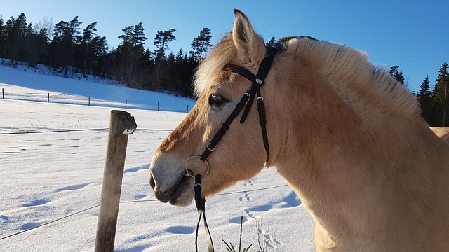 Free Horse Vuonohevonen photo and picture