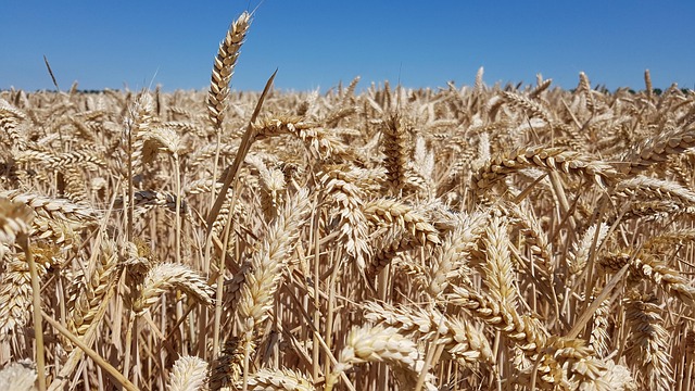 Free Wheat Grain photo and picture