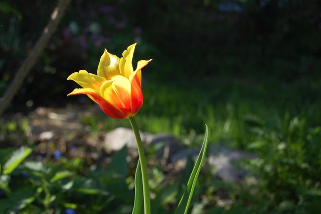 Free Tulip Flower photo and picture