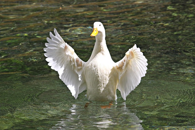 Free Duck Animal photo and picture