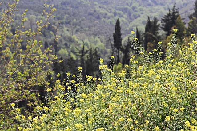 Free View Beautiful Flowers photo and picture