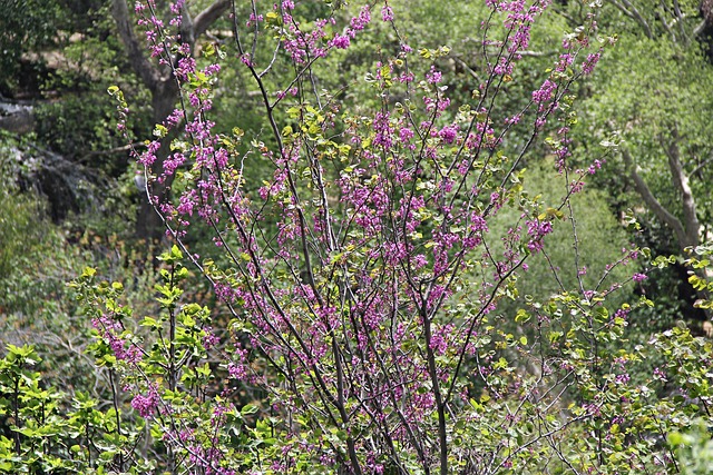 Free Flower Spring photo and picture