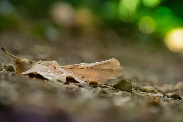 Free Fall Leaves photo and picture